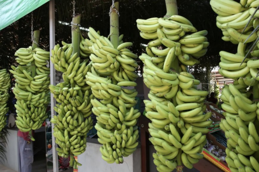 XXII FEIRA DA BANANA IMPULSIONA COMÉRCIO AGRÍCOLA COM NEGÓCIOS DE 235 MILHÕES DE KWANZAS