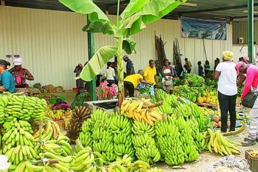 BENGO QUER TRANSFORMAR LIDERANÇA NA PRODUÇÃO DE BANANA EM MAIS EXPORTAÇÕES E EMPREGOS