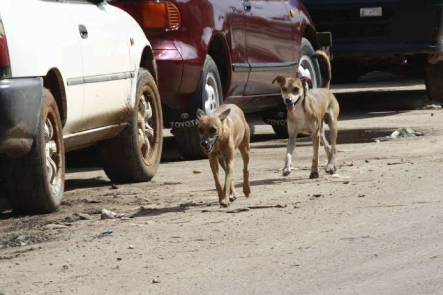 ESPECIALISTAS DEFENDEM REFORÇO DA PREVENÇÃO PARA TRAVAR PROPAGAÇÃO DAS ZOONOSES