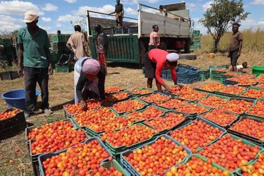 FÁBRICA DE PROCESSAMENTO DE TOMATE NO NAMIBE PREPARA ARRANQUE DA PRODUÇÃO E VAI CRIAR MAIS DE 80 EMPREGOS