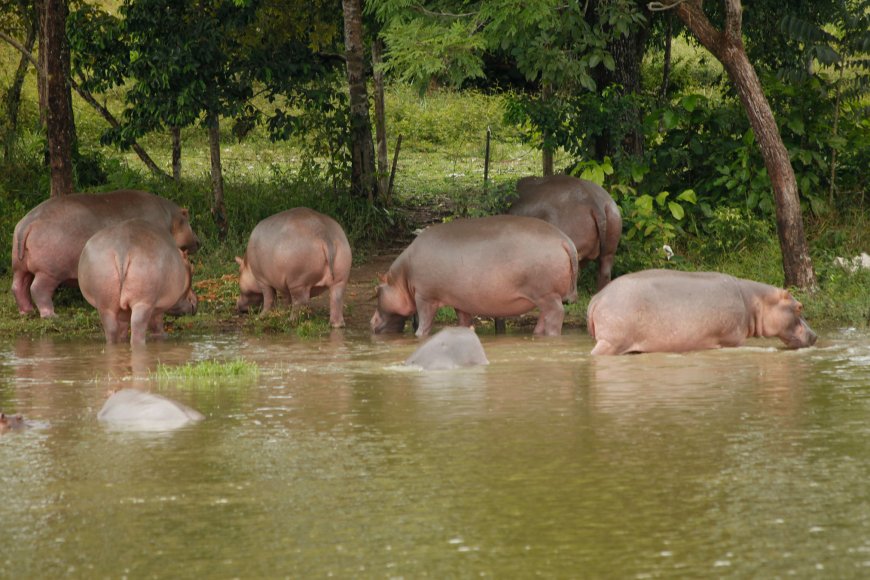 HIPOPÓTAMOS DESTROEM LAVRAS E AGRAVAM CONFLITO ENTRE HOMEM E ANIMAL NO MUSSENDE