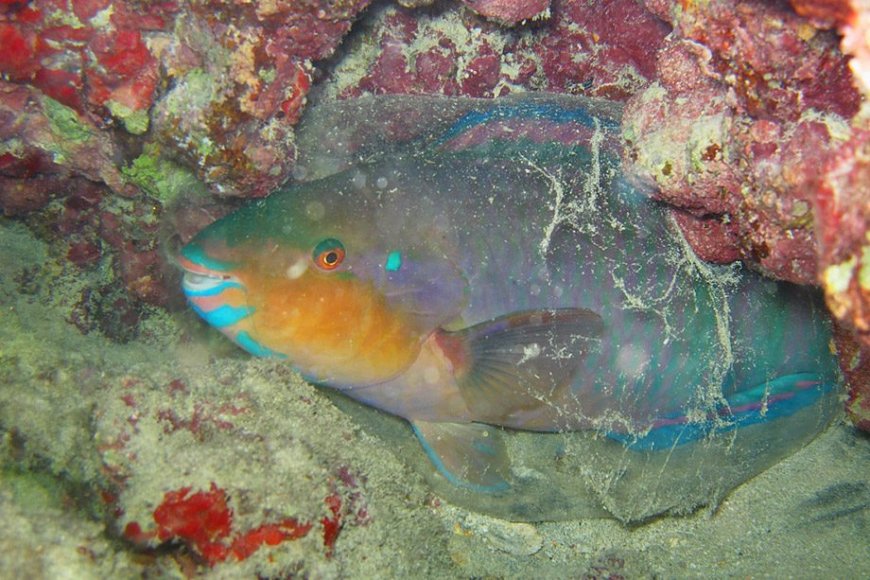 ESTUDO REVELA O QUE ACONTECE NO CÉREBRO DOS PEIXES DURANTE O SONO