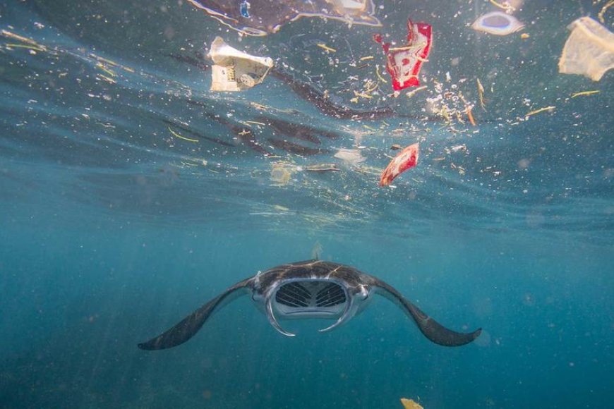 ONU ALERTA PARA NECESSIDADE URGENTE DE PROTEGER OS OCEANOS