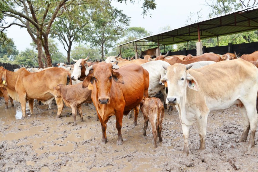 ANGOLA REFORÇA PRODUÇÃO NACIONAL E REDUZ DEPENDÊNCIA DE IMPORTAÇÕES DE CARNE