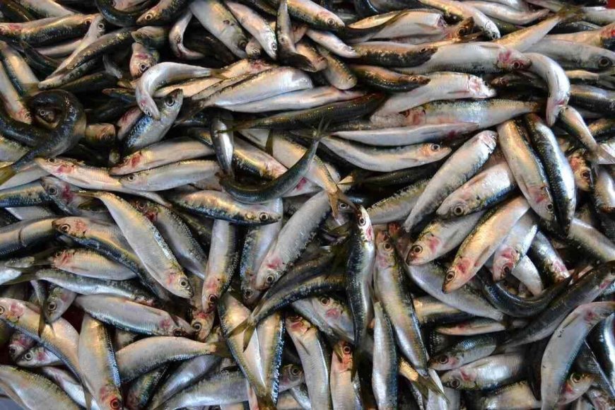 RESTRIÇÕES DA PESCA DA SARDINHA PREOCUPA PESCADORES ARTESANAIS EM CACUACO