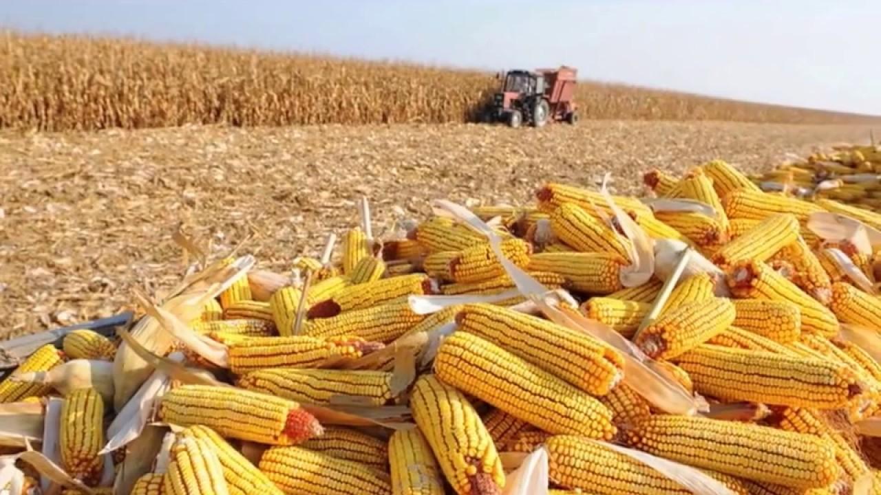 HUAMBO APOSTA NO CAMPO: SAMBO MIRA 100 MIL TONELADAS DE MILHO E CUIMA QUER DESTRONAR CAÁLA NO REPOLHO