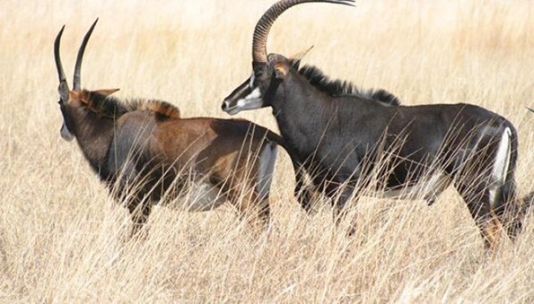 PAZ IMPULSIONA RECUPERAÇÃO DA BIODIVERSIDADE E REFORÇA CONSERVAÇÃO DA FAUNA EM ANGOLA