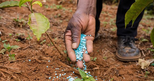 ANGOLA TEM MENOS DE 20% DOS FERTILIZANTES NECESSÁRIOS PARA O ANO AGRÍCOLA