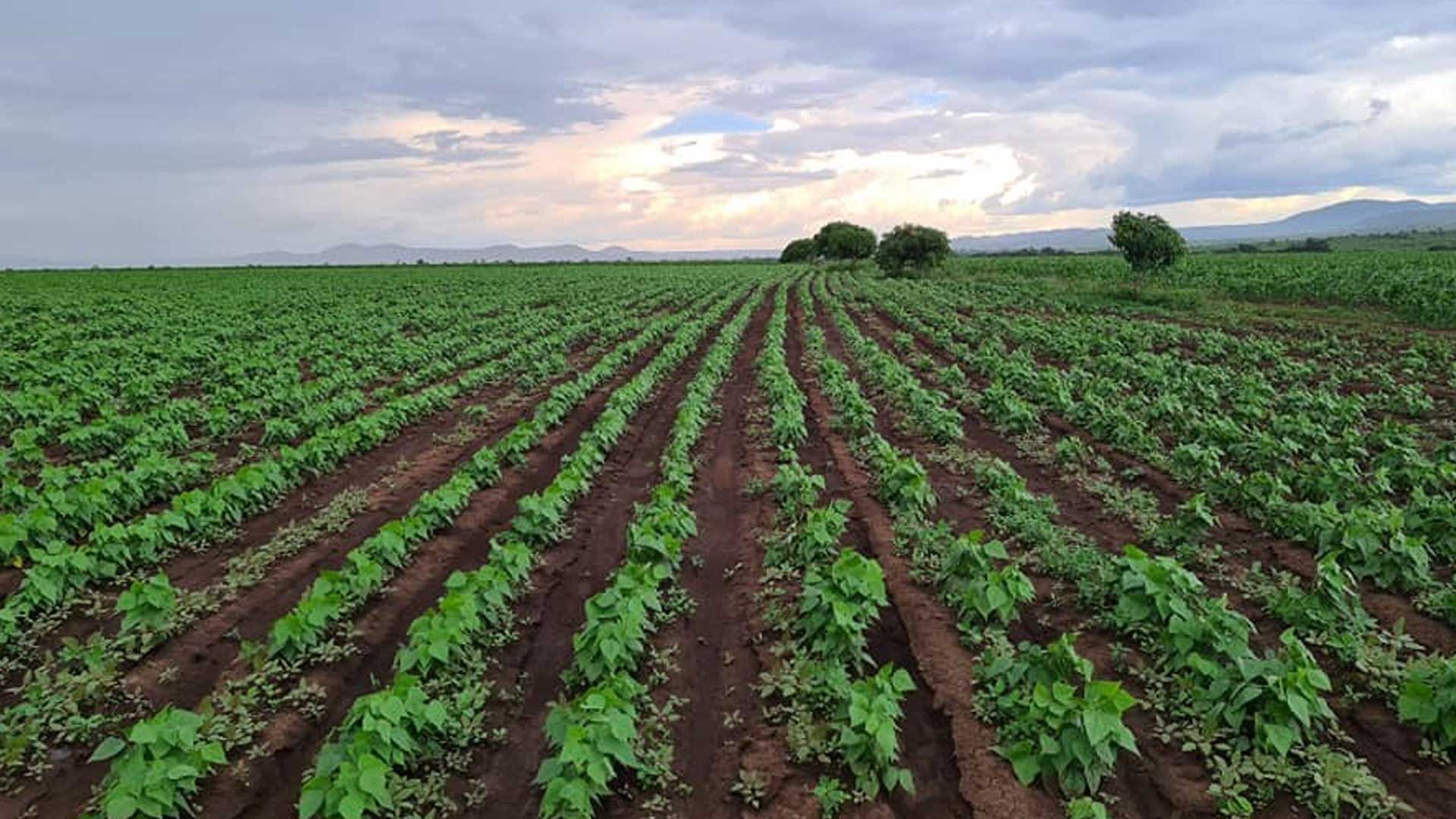 AMBACA: PREPARAÇÃO DE UM HECTARE CUSTA 180 MIL KWANZAS E PREOCUPA AUTORIDADES